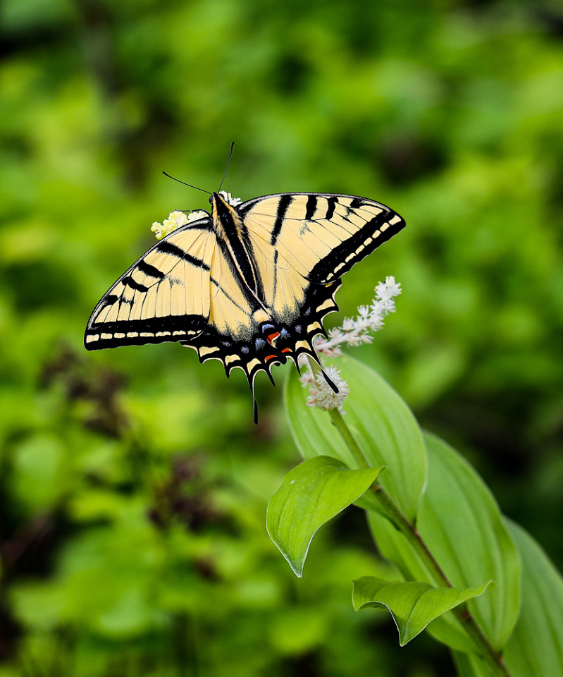 Canadian Tiger Swallowtail Butterfly Lysle_Photo Blipfoto