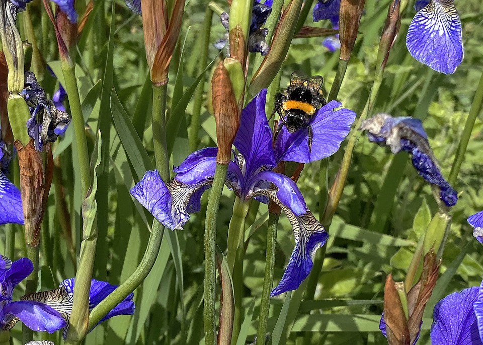 Bee on Iris Flower Fairmilefoto Blipfoto