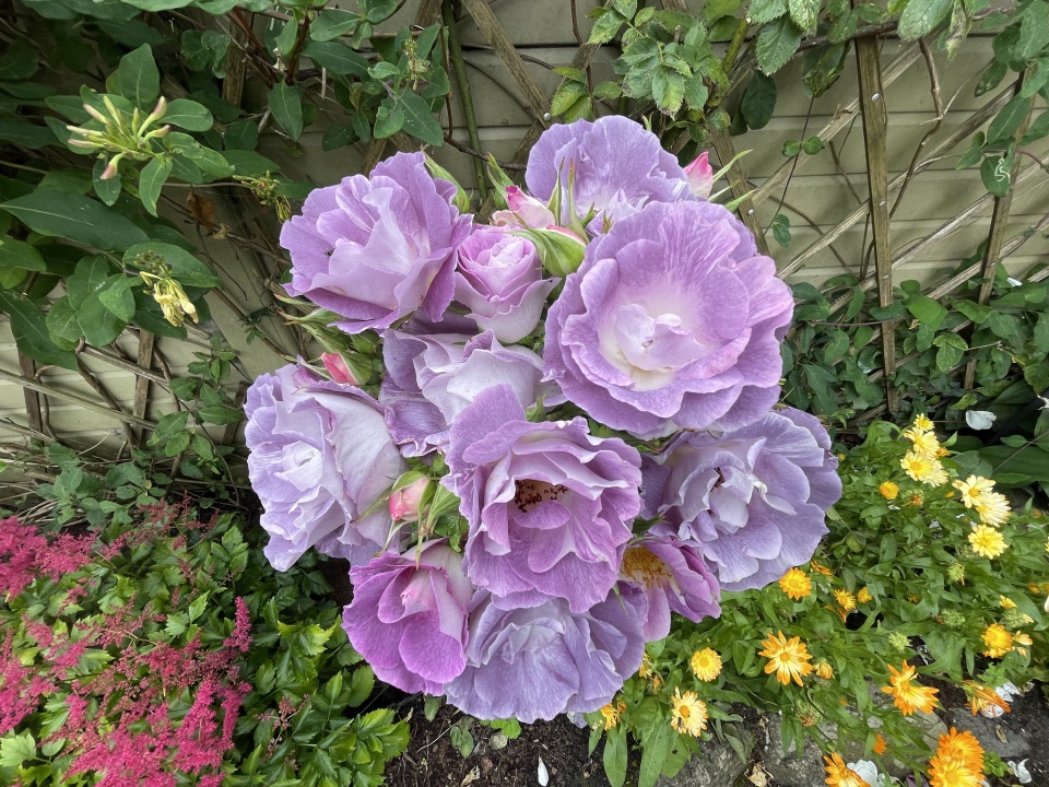 Bouquet Lizzie birkett Blipfoto bouquet-lizzie-birkett-blipfoto