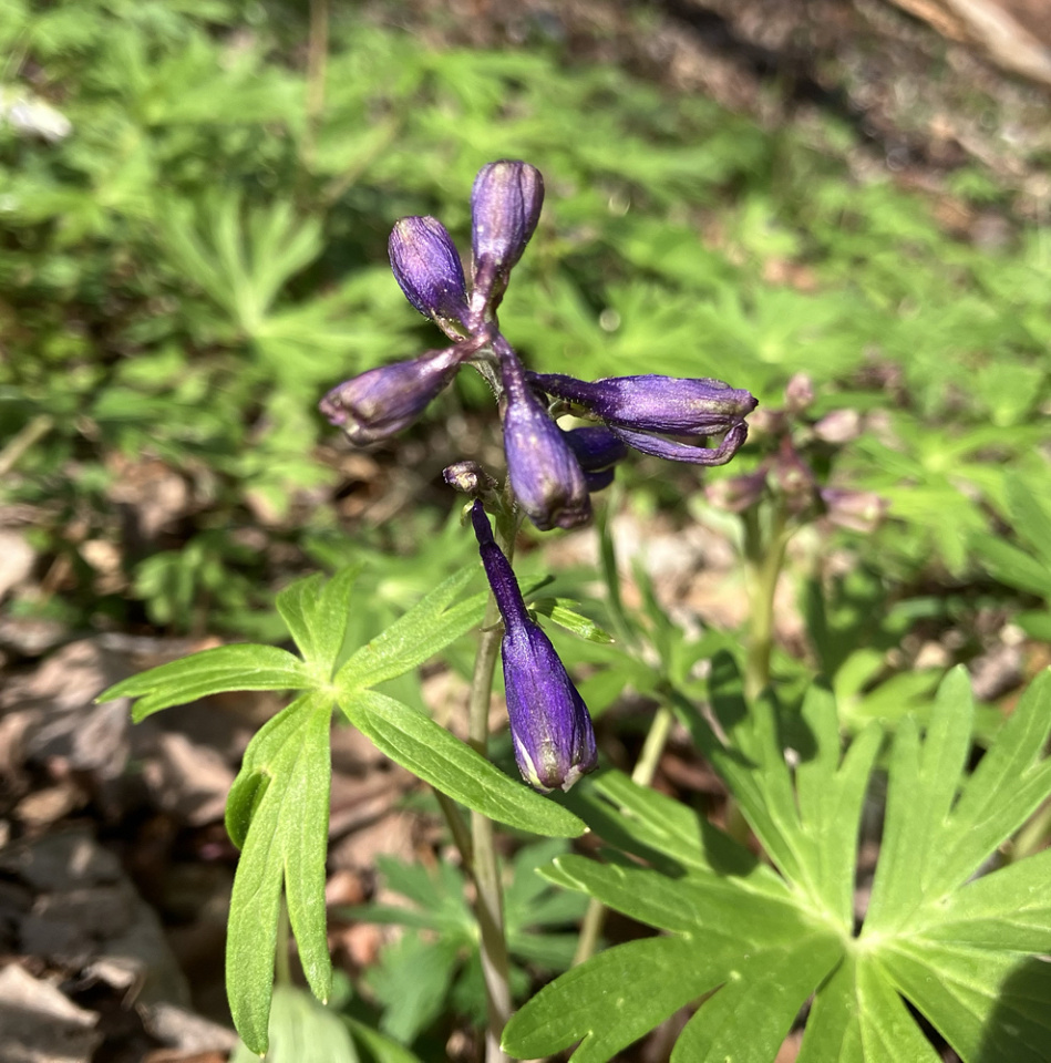 Wild larkspur | MaryElizaR | Blipfoto