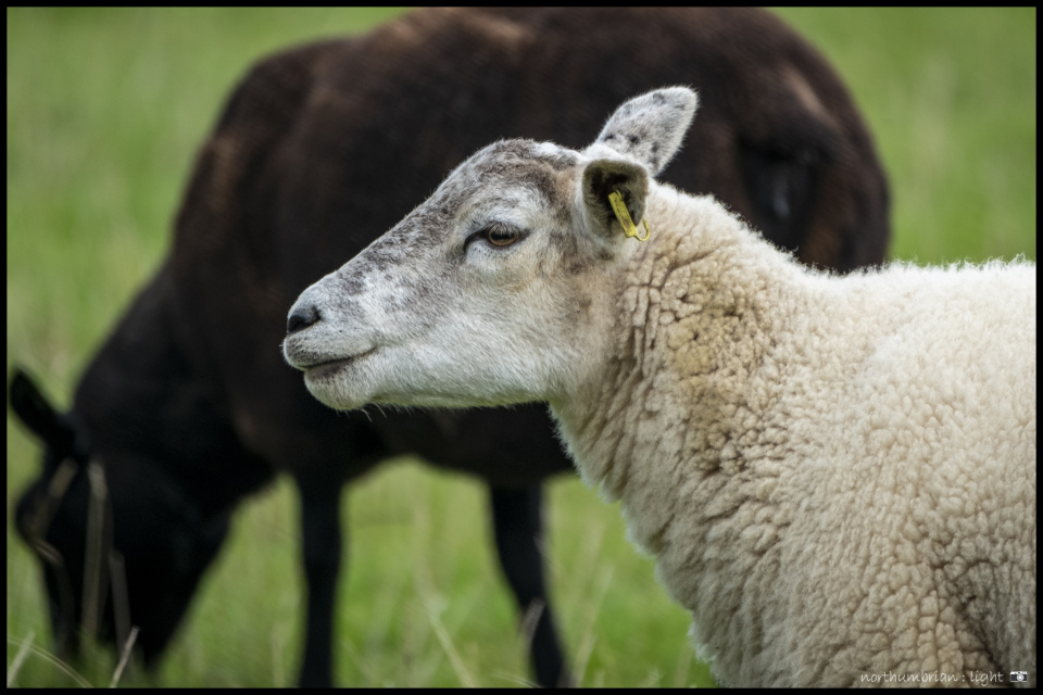 Another Sheep Another sheep Blip ... | RobinDown | Blipfoto