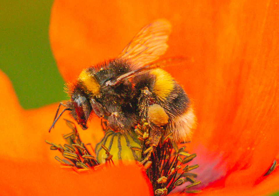 Bee in Poppy | john39 | Blipfoto