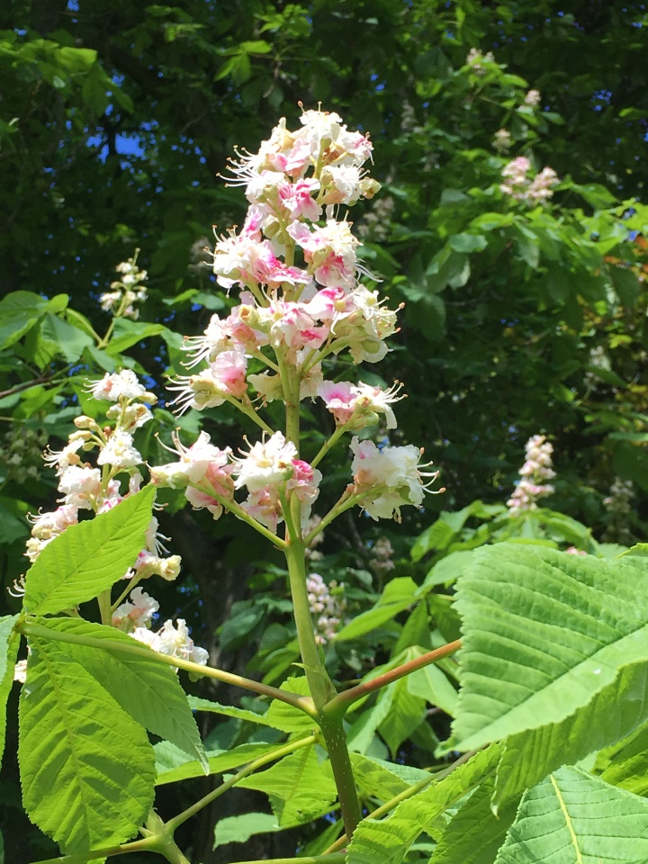 Horse Chestnut Tree In Bloom 