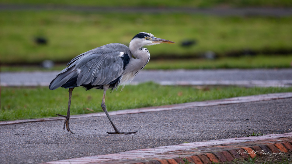 Urban Heron Hevkk Blipfoto urban-heron-hevkk-blipfoto