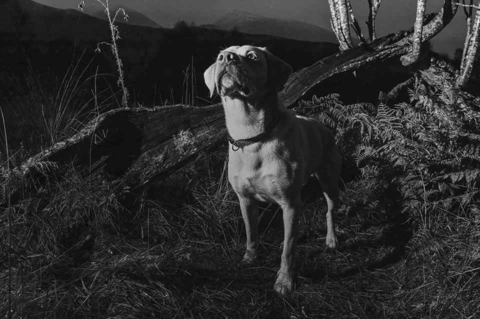 The Yellow Boy stuartjross Blipfoto