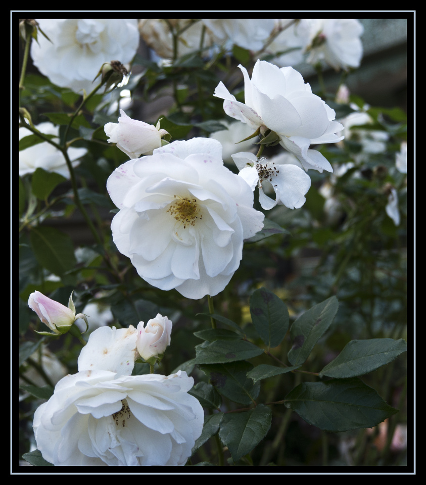 Yorkshire Rose DigitalDave Blipfoto