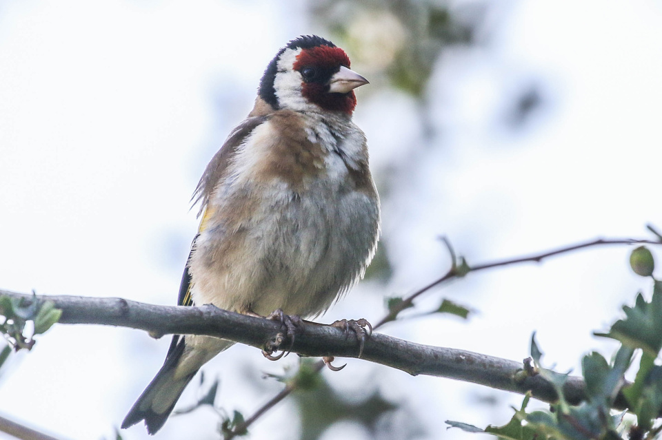 thistle finch bird