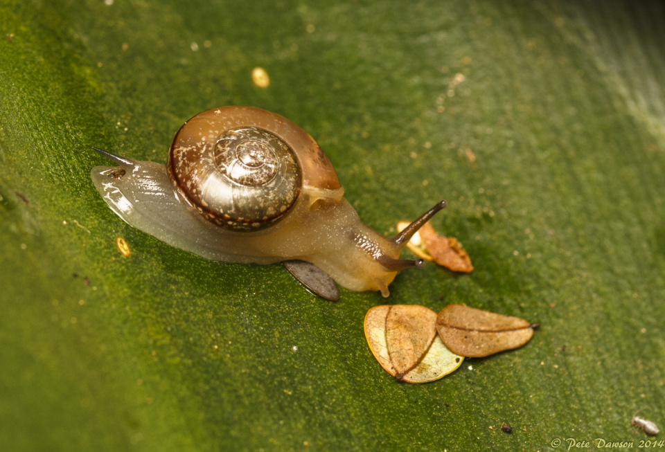 A snail tail peterdawson28 Blipfoto