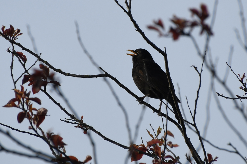 Happy blackbird | SueT123 | Blipfoto