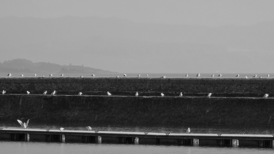 Birds of a feather | snapper | Blipfoto