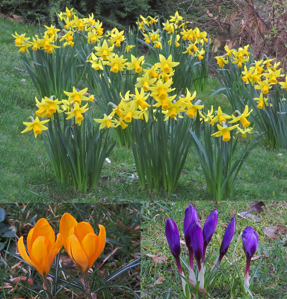 Daffodils and Crocuses VandeGraaff Blipfoto