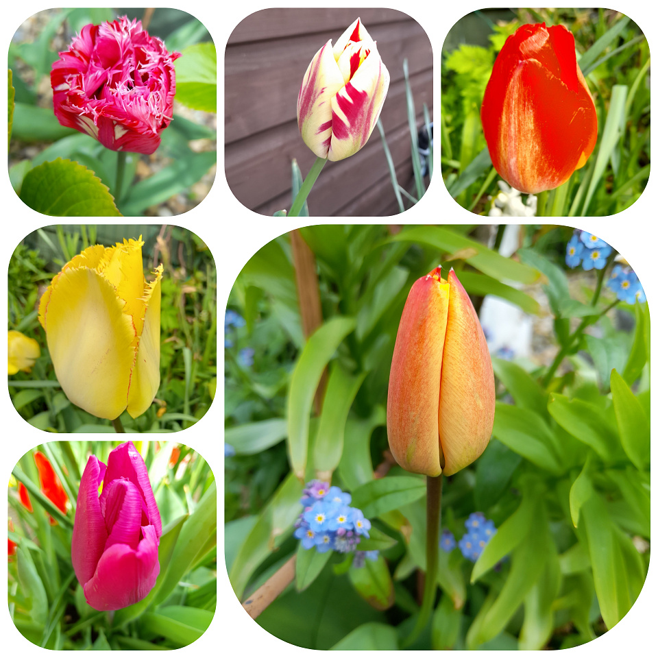 Tulips sunflower Blipfoto