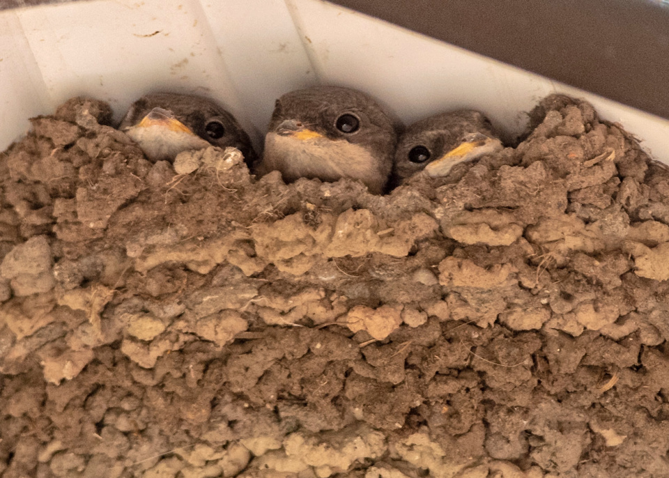 Inleman Three In A Bed | Ingleman | Blipfoto