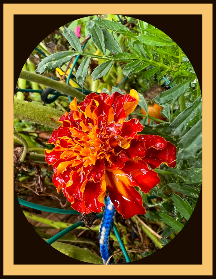 Find Your Marigold Grammy Blipfoto