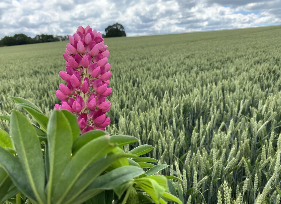 Taking my lupin for walk KateH Blipfoto