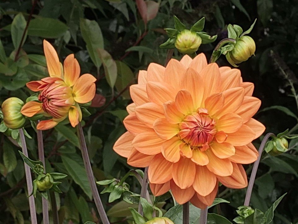 Flower Friday Dahlia Gwyneth Andrew44 Blipfoto