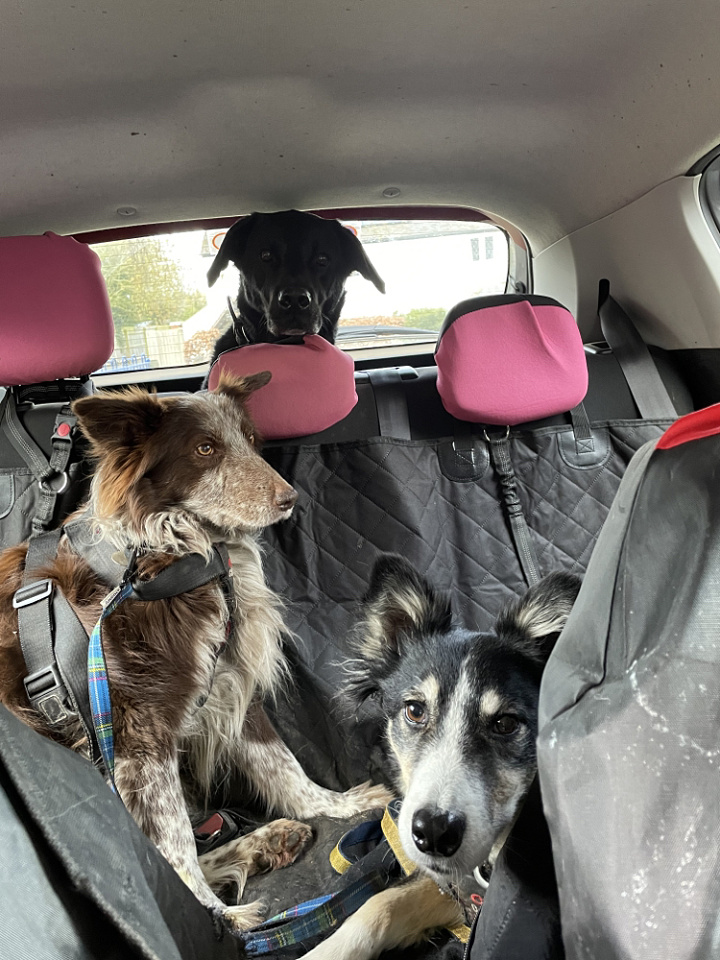 A car full of dogs! caninegalore Blipfoto