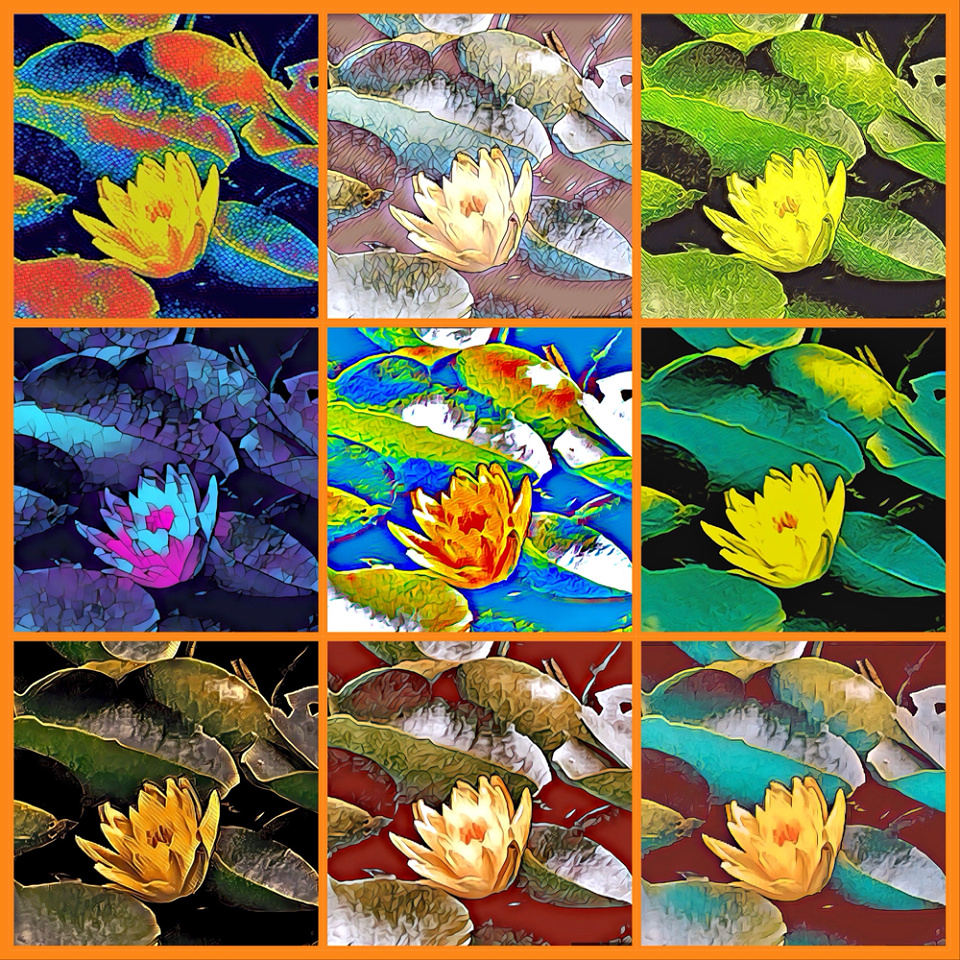 Rainbow of lily pads tookie Blipfoto