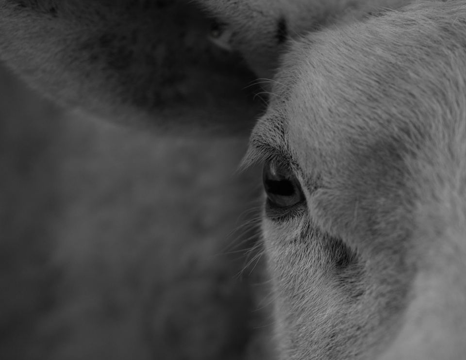 Inleman The Eyes.. | Ingleman | Blipfoto