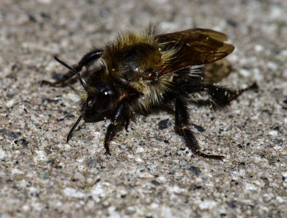 A TIRED BEE ramblingrose Blipfoto