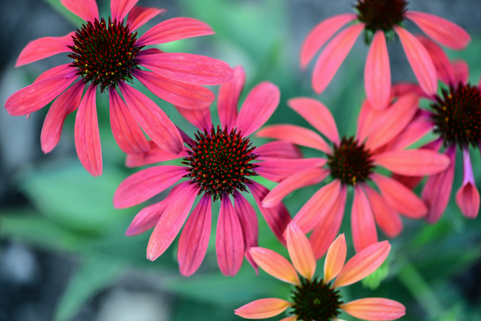 Red Rudbeckia | dennismccoy79 | Blipfoto