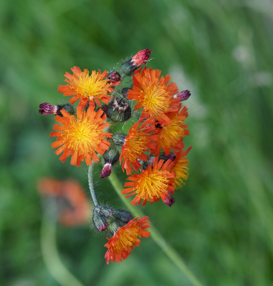 Orange Hawkweed | Connections | Blipfoto