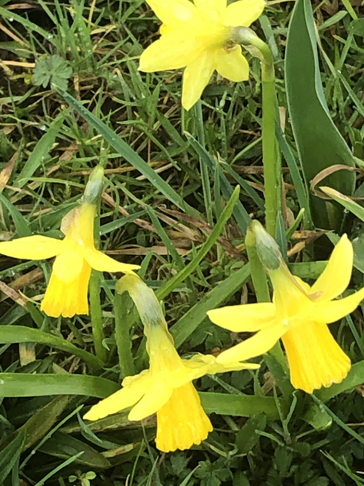 Tenby daffodils WallyD Blipfoto