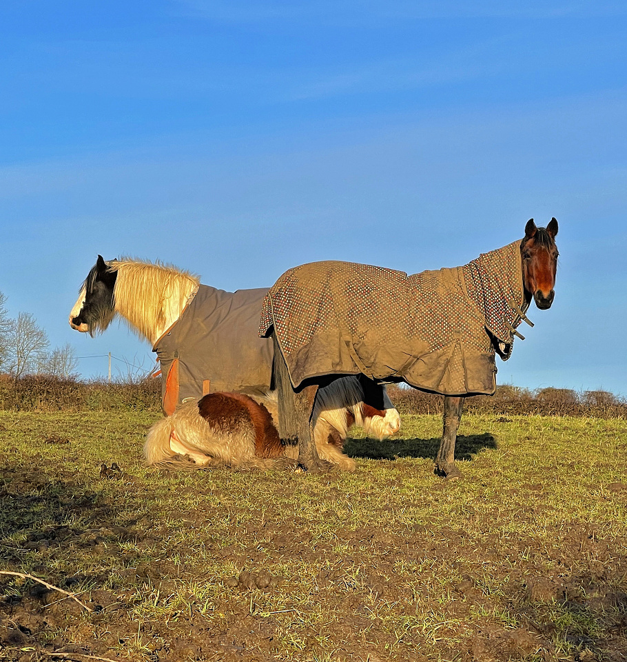 Double headed horse... StuartDB Blipfoto