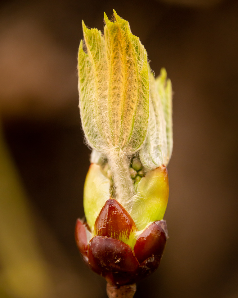 Sticky Bud Madwill Blipfoto