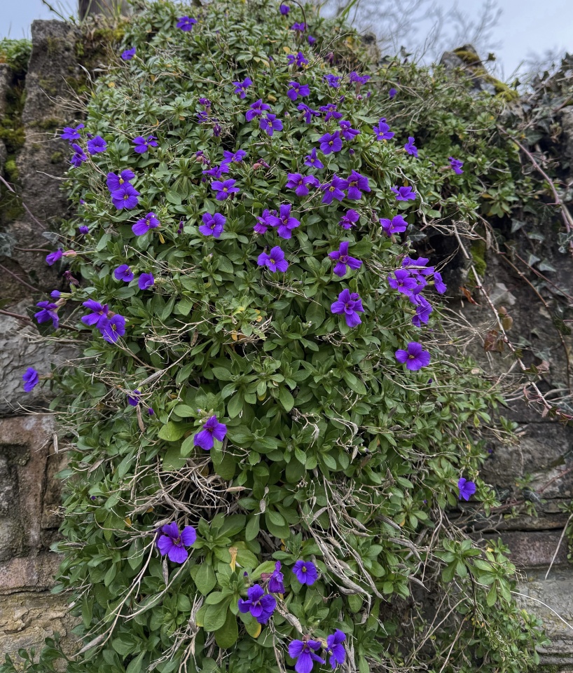 Deep purple in rock technophobe blipfoto