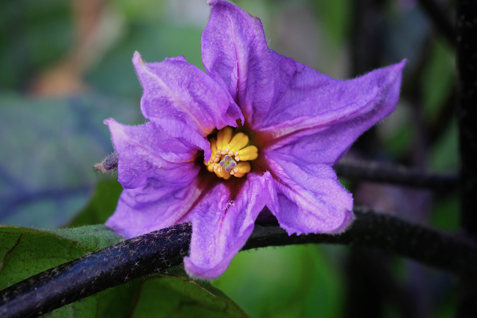 Egg plant flower Tommie2 Blipfoto