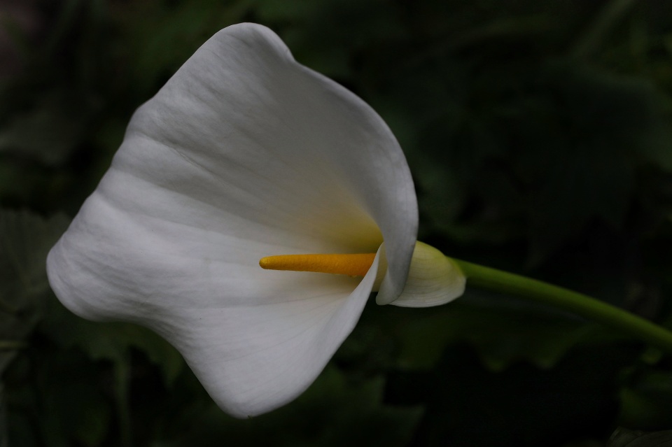 Irish Lily | sjb | Blipfoto