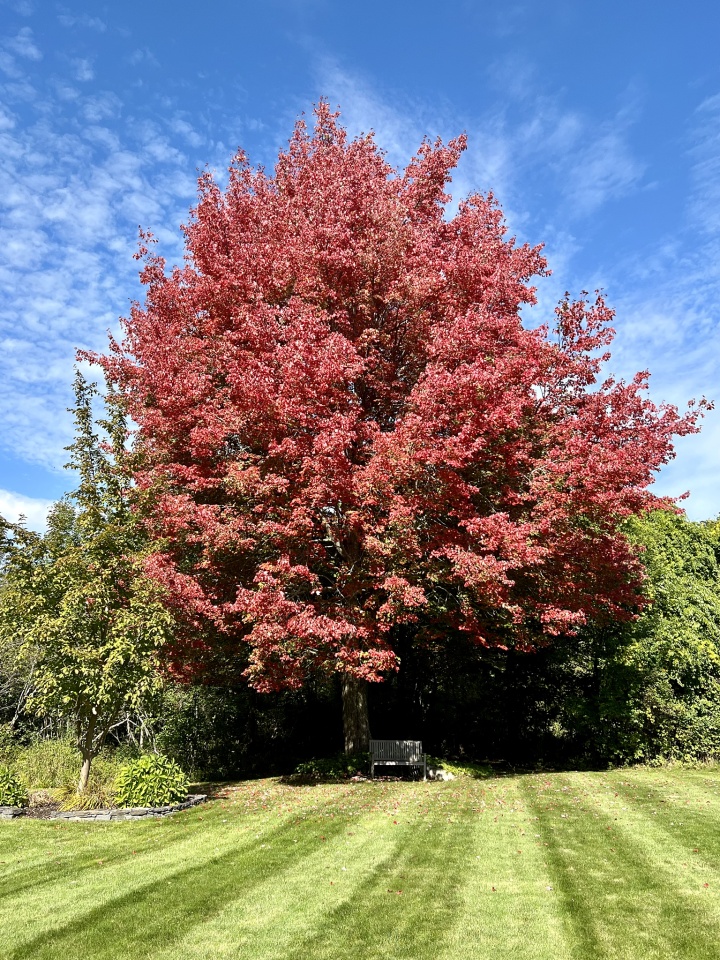 Autumn Glory | Kelso | Blipfoto