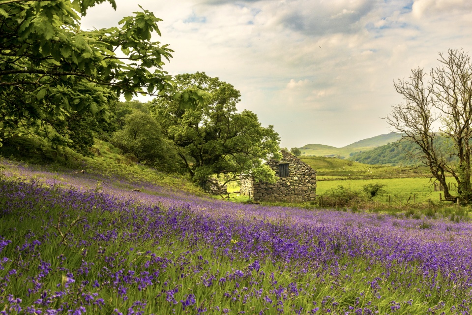 Cwm Pennant Bluebells | maureen6002 | Blipfoto