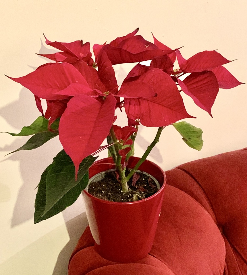 Poinsettia suejay50 blipfoto