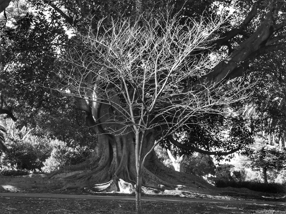 Old Tree Young Tree DonnaWanna Blipfoto old-tree-young-tree-donnawanna-blipfoto