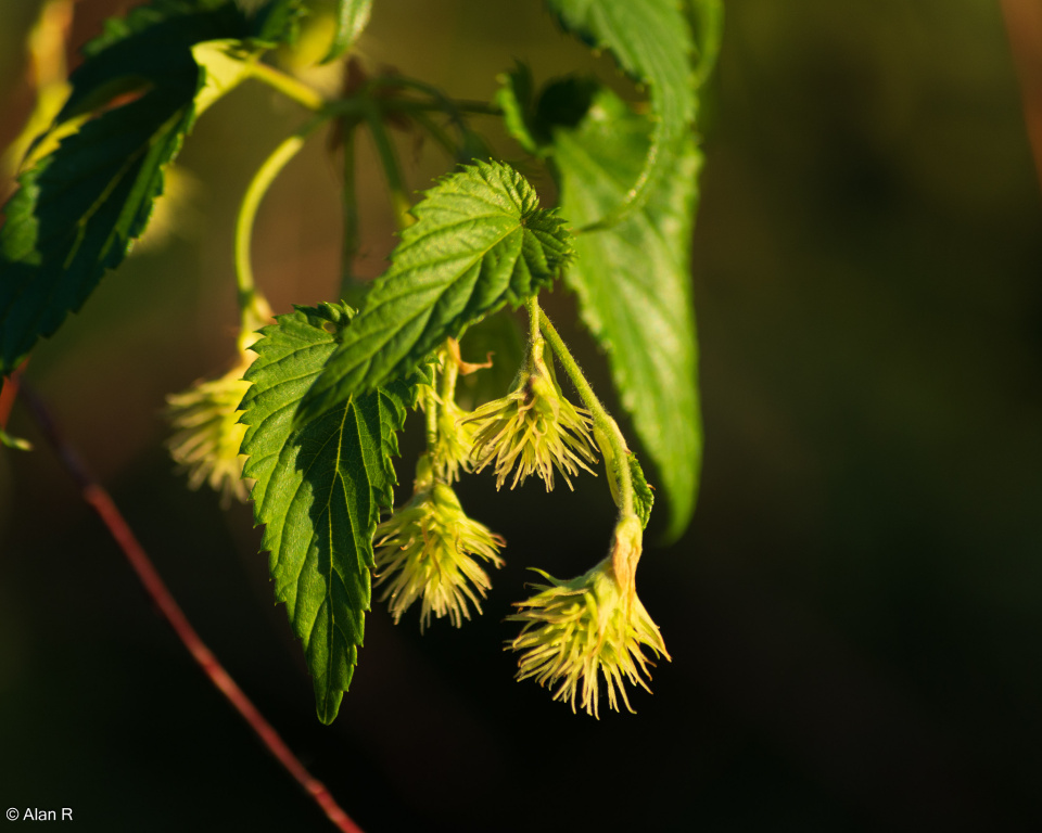 Budding Hops JohnEdward Blipfoto Budding hops johnedward blipfoto
