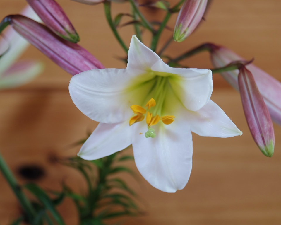 Flower Friday . . .Christmas Lily V1k1 Blipfoto