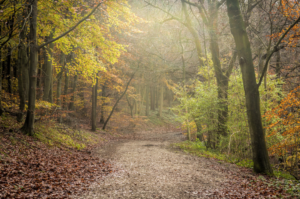 to-the-woods-annieandchris-blipfoto